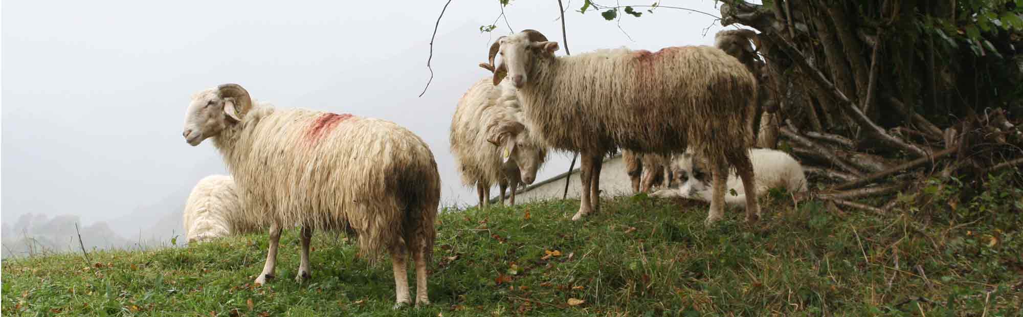 Basque Bearnaise schapen in de Pyreneeën