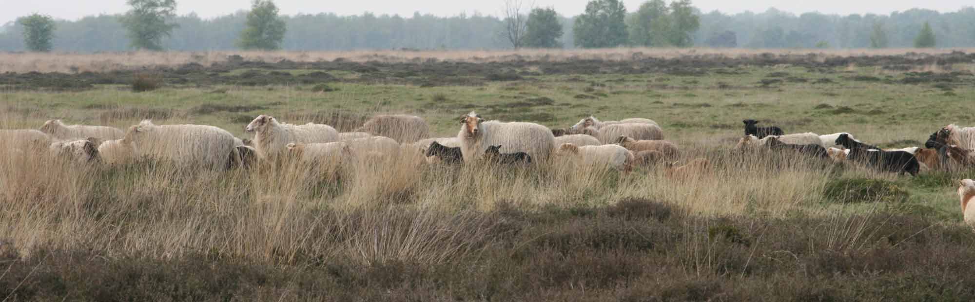 Drentsheideschapen op het Balloëeveld