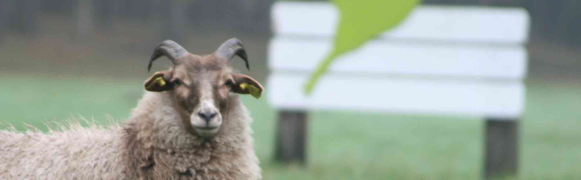 Drentsheideschaap bij Heijdesteijn