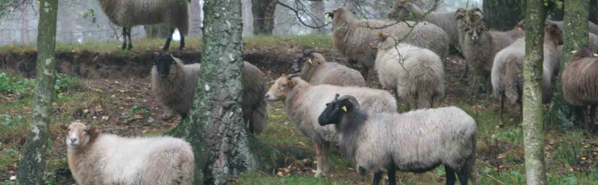 Groep Drentseheideschapen op Heidesteijn in Zeist