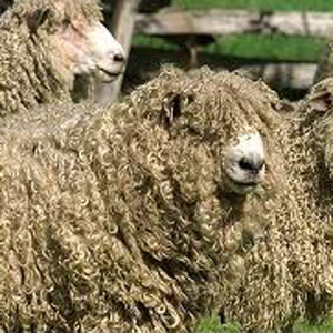 Devon Longwool