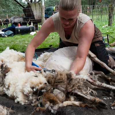 Het scheren van de schapen